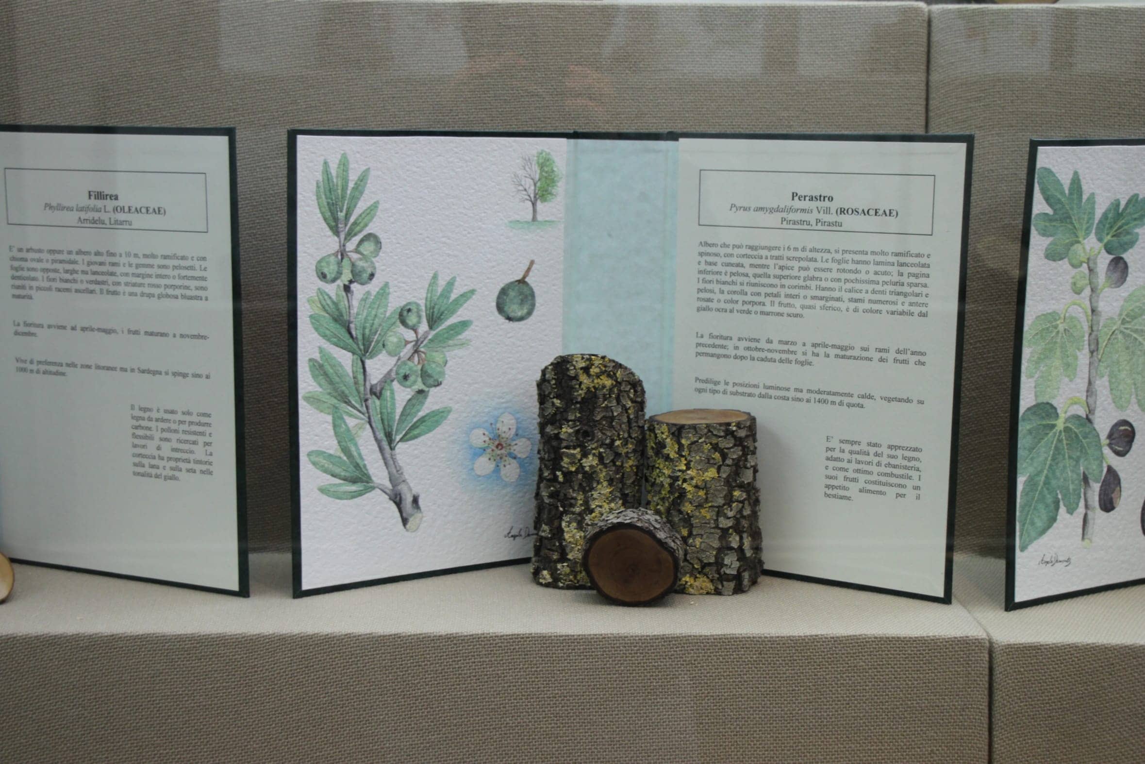 botanica1