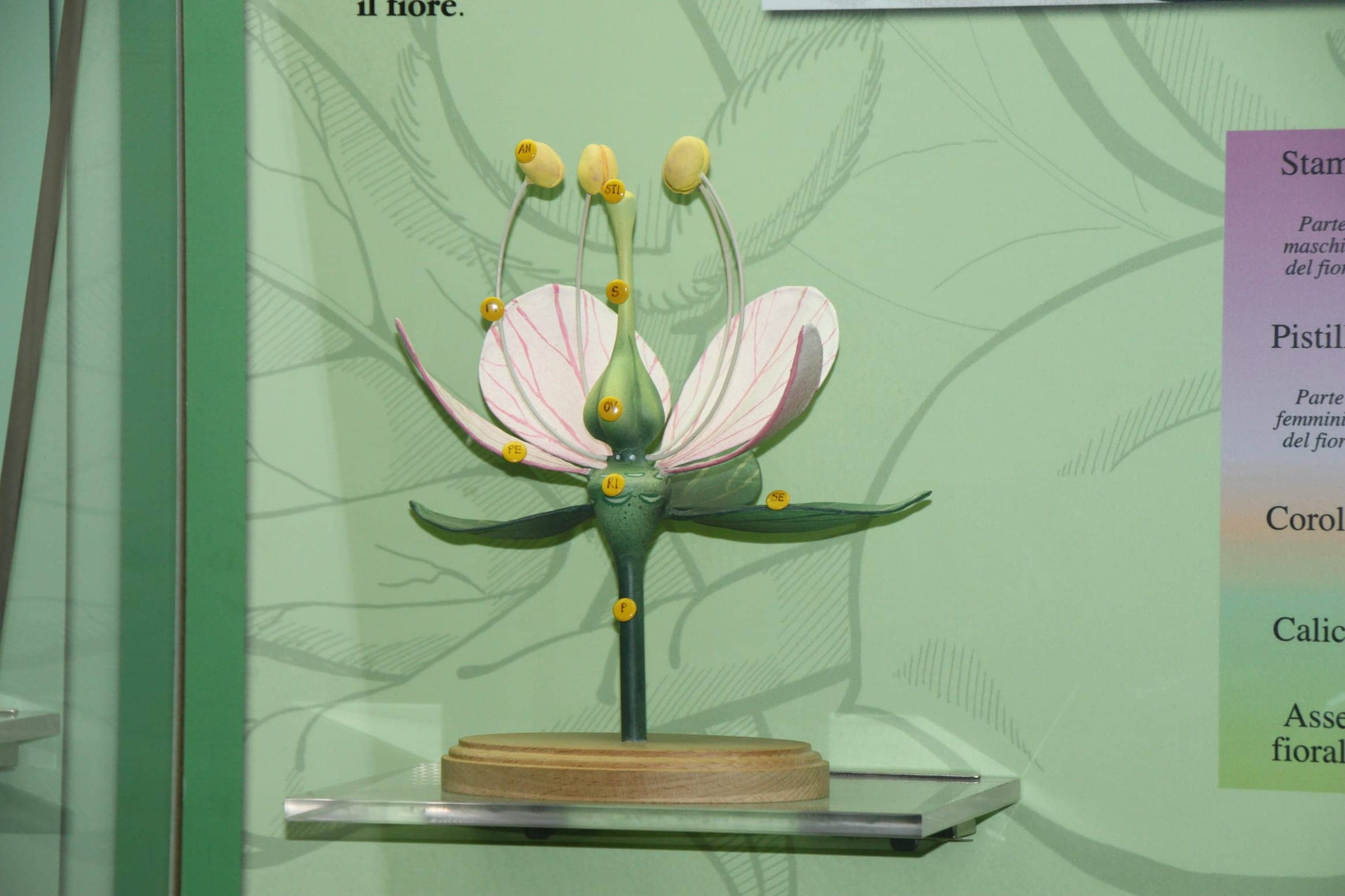 botanica3